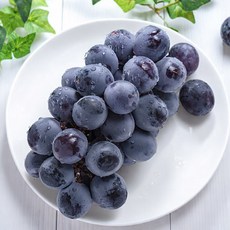 <품담> 산지직송 씨없는 대왕포도 거봉, 1박스, 거봉 1수 500g