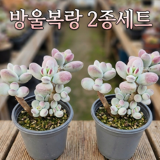 [방울복랑 1+1] 다육 다육이 다육식물 예쁜다육 공기정화 인테리어 선인장 셋트 다육 다육이 다육식물 예쁜다육이 예쁜다육식물 이쁜 선인장 모종 셋트 미니 중품 대품, 1개