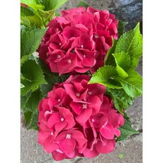 霏霏園藝大紅色粉色繡球花6吋盆栽 居家裝飾送禮盆景