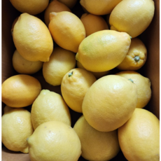 청정 제주 청 레몬 노란 국산레몬 산지직송 노왁스 노코팅 노착색 [원산지:국산(제주특별자치도 제주시)], 1개, 제주 레몬 상품 1.5kg