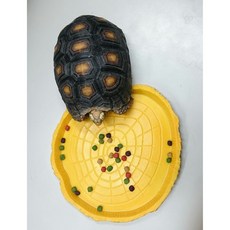 NS-38 圓水盆 食盆 水盆 爬蟲水盆 菜盆, 1個