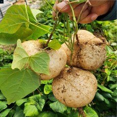 헬시플레닛 히카마 멕시코감자 10kg 얌빈 베트남 인디언감자 인디안감자 맥시코감자 얌빈, 1kg