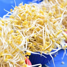 무농약 콩나물 1kg, 없음