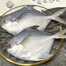 여수 생물 병어 1kg 조림 횟감용 선도 세꼬시 산지직송 선물용, 1박스, 생물 병어 1kg(7~10미 내외)