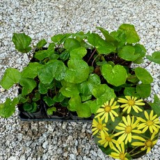 털머위 반그늘에서도 잘자라는 다년생 4치포트, 1개