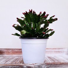 [꽃파는농부] 게의 발 모양을 닮은 줄기를 가진 실내공기정화식물 게발선인장, 중품(핑크), 1개