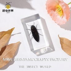 곤충 표본 자연의 세계에 대한 엿보기, 7 3cm kno ing