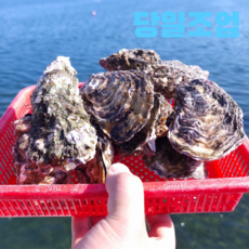 통영 당일조업 생굴 깐굴, 1세트, 석화10kg(찜 구이 4인)