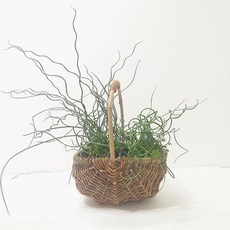 골풀(소) 핸들반달바구니 스프링골풀 실내공기정화식물 공기청정식물, 1개, 다육