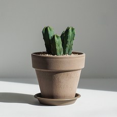 용신목, 용신목 (기본 플라스틱 포트), 1개