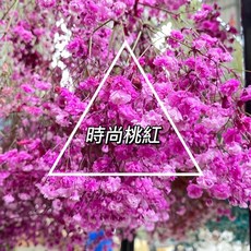 進口大朵滿天星乾燥花材 專業水染技術 色澤持久永生花 居家佈置攝影道具, 時尚桃紅,100克/大把（批發價）