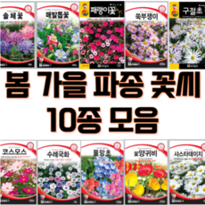 노지 월동 야생화 씨앗 10봉지 1set 모음 봄 가을 파종 꽃씨 매발톱씨앗 코스모스씨앗 물망초씨앗 샤스타데이지씨앗 수레국화씨앗 솔체씨앗 양귀비씨앗, 1개 1개