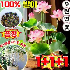 미니 수련 연꽃 씨앗 관상용 수경 재배 연꽃 씨앗 노지 월동 다년생 꽃 씨앗 혼합 색상 수경 식물 프리미엄 씨앗 증정 향기좋은 자스민 나무 씨앗 50알, 3개