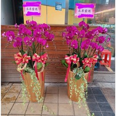 台北市花店 10株蝴蝶蘭組合盆栽 (開幕/榮升/喬遷/會員大會/競選適用), 1個