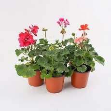 갑조네 사계절 피는 꽃 예쁜 꽃 제라늄 소품, 랜덤, 2개