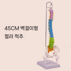 한의원 구부러지는 척추모형 과학실험 인체해부도 허리모형, 45cm 매달려 곡선 컬러 척추