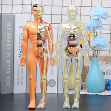 인체모형 해골 교육용 해부학 근육 두개골 인대 4d 조립 교구, B. 소재 업그레이드 및 두꺼워짐 반투명 바디, 1개