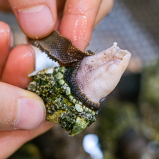 거제도 자연산 거북손 최고의 감칠맛, 1개, 자숙 거북손 1kg