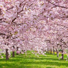 직소 1000피스 조각퍼즐 PL1356 봄의 벚꽃길 22754PC 1(EA), 1개