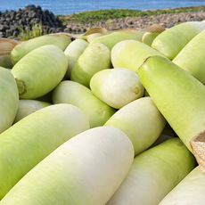 [무게보다더드려요]프리미엄등급 고랭지농법 세척 제주 월동무, 1박스, 7kg
