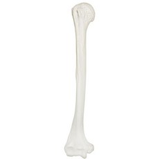 해부학 모형 교육 동물 Axis Scientific Humerus Bone 모델 오른쪽 실제 인간의 l 상완골 모델에서 주조된 것으로 현실적인 질감과 중요한 뼈 랜드마크를 가지, 해부학 모형 교육 동물 Axis Scientific H