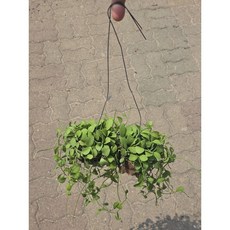 1+1 에이피팩토리 디시디아 그린반볼 공기정화 행잉식물, 1개