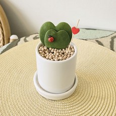 더블 하트호야 화분세트/ 하트선인장 새해선물 식물선물 애인 친구 부모님 선물, 1개, only color