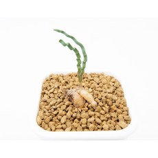 트라키안드라 토르틸리스 동일품-260206 코덱스 아프리카식물 멸종위기 희귀선인장