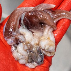 여수 손질 새조개, 1개, 200g