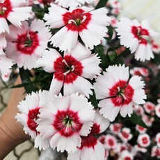 아비가든 석죽 봄꽃 야생화 사계패랭이, 3개, 2+1 3색