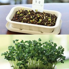 보급창고 밀짚 화분 새싹 채소 재배 키트 키우기쉬운식물