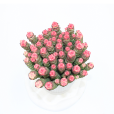 루페스트리 특A급 최상급상품 핑크색 다육식물 실내 플랜테리어 수입식물, 1개