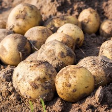 [팔도농장] 26년 수확 햇 수미감자(특) 3kg, 매장정품 팔도 [팔도농장] 25년 수확 햇 수미감자(대, 없음