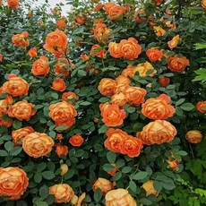 주택담장 전원주택 울타리 테라스 주택 팬스 휀스 난간펜스, I. 샬롯 묘목 1.6m