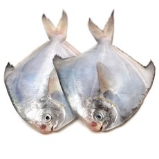 국산 병어 10마리 조림 구이용 (소) 생물 급랭 제철생선, 1개, 10미