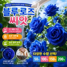 [긴 개화 기간] 블루 로즈 씨앗 장미 씨앗, 200개
