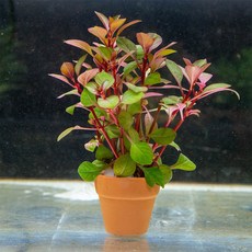 미니 슈퍼레드 포트수초 구피어항 자연생화 음성활착 수초세트 중경수초, 1개