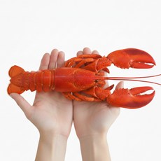 캐나다 자숙 랍스터 홀 1미 (자숙후 실중량 400~450g) 냉동 랍스타, 1개, 400~500g