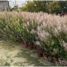 霏霏園藝麝香木.6寸盆栽 驅蚊淨化空氣 原價280特價220