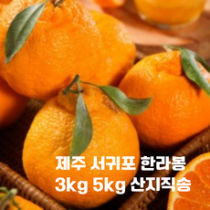 제주 한라봉 선물세트, 1개, 3kg(큰봉 7-11과)