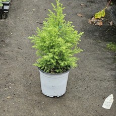 그린식물팜 월동 율마 황금 월동율마 허브, 1개