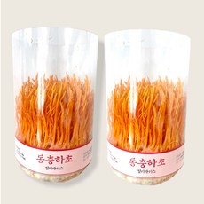 집에서 버섯키우기 동충하초 약용버섯 1+1