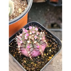 팅커벨 자목단핑크(소), 1개