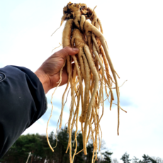 도라지 약도라지 흙약도라지 영주 국산, 1개, 흙약도라지(실속) 1kg