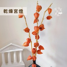 乾燥宮燈果實枝 - 花店攝影小物佈置、居家暖色系花材 - 聖誕節花圈/過年裝飾, 1個, 一把