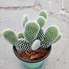 백도선인장, 1개