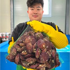 당일조업 생물 선별 홍가리비 1kg 25미내외, 1개