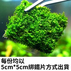 林作物 水草 各式莫絲鐵片5 5cm 三角/火焰/淚眼/爪哇/怪蕨/珊瑚/莫絲 莫斯 莫思 墨絲 莫絲 moss, 1個, 怪蕨莫斯鐵片,散裝出貨 不綁鐵片 5*5cm大小