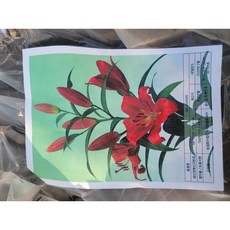 백합구근 레드 빨강 2개신상품26년꽃길