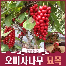 오미자나무 묘목 2년생 특용수 유실수 약용수 조경용 원예 가드닝 나무키우기 묘목분양 구매 구입, 1개
